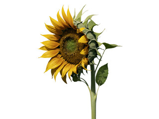 Elegant Single Sunflower Portrait Leaning Gently in Simple Still Life