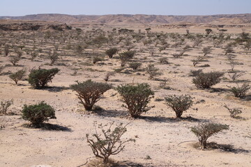 Scenic desert landscape of Wadi Dawhah, Oman, featuring an abundance of frankincense trees (Boswellia sacra) scattered across the arid terrain