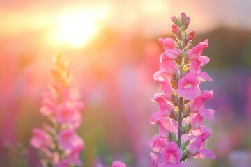 Vibrant pink snapdragons glow in a golden sunset.