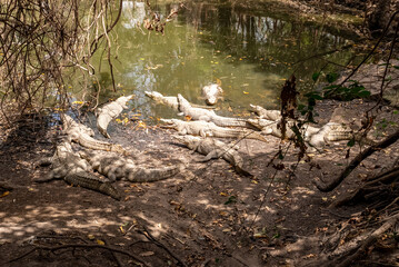 Crocodiles around the pond.
