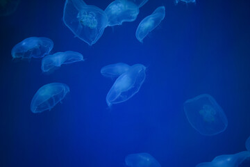 A dark blue ocean background with many white jellyfish.