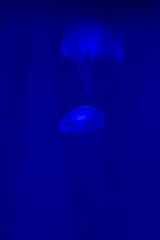 Transparent Jellyfish in Deep Blue Water with Artistic Motion Blur — Abstract Marine Life Scene
