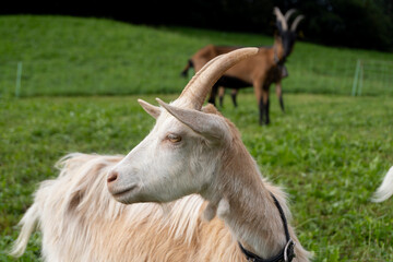 Two goats showing affection in green pasture