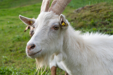 Two goats showing affection in green pasture