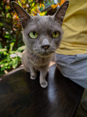 Silver-gray Russian Blue cat walking behind a man on a wooden chair.