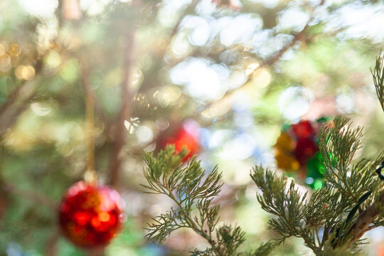 Out of focus christmas tree background live fir tree