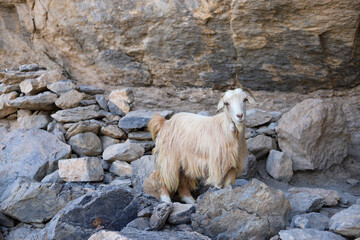 Adorable white goat standing among rugged rocks along the Balcony Walk Trail in Jebel Shams, Oman