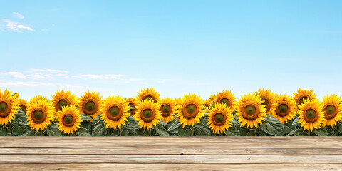Obraz premium Expansive fields of sunflowers under clear blue sky create vibrant and cheerful atmosphere