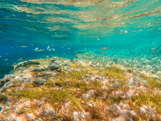 Ocean blue underwater with sunrays, Underwater Sea Deep Water Abstract Sunshine, sea wave, clean waters in summer time, Natural underwater seascape, sand on ocean floor and water surface with sunlight