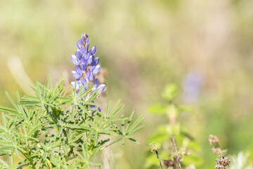 Ya están aquí con la primavera el Altramuz azul (Lupinus angustifolius)