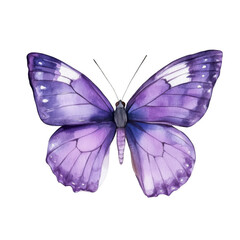 Obraz premium Watercolor purple butterfly illustration, clip art for stickers, white background, png
