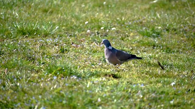 Wood pigeon in a garden, columba palumbus