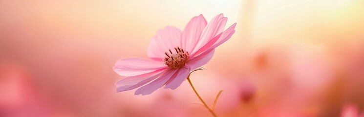 Delicate pink flower basking in warm, golden sunlight.