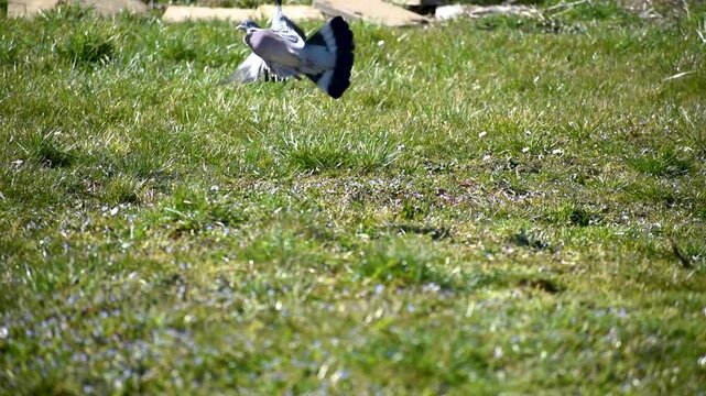 Wood pigeon in a garden, columba palumbus