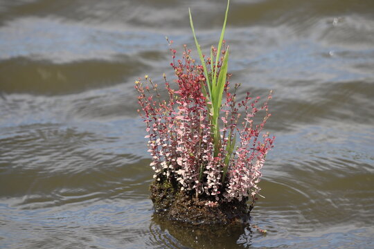 St. John's wort growing on a wooden stake above water