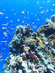 Mnemba Island Atoll, Zanzibar