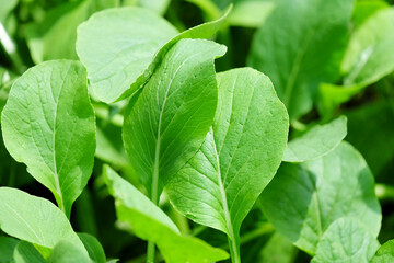 Green False Pakchoi vegetable in the farm.