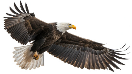 Fototapeta premium Bald Eagle in Flight: A majestic bald eagle with outstretched wings against a white background, showcasing its powerful flight and distinctive plumage.
