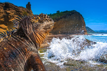 Galapagos Islands. Ecuador. Marine Iguana on the Pacific Ocean beach. The beach of the Galapagos...