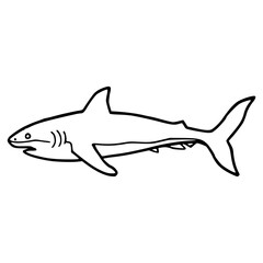 shark vector illustration