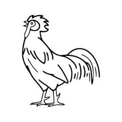 rooster vector illustration