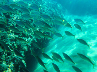 Fototapeta premium School of sarpa salpa in the mediterranean sea, Salema porgy fish (Sarpa salpa). Sarpa salpa, known commonly as the dreamfish, salema, salema porgy, cow bream or goldline, shoal of fish in undersea.