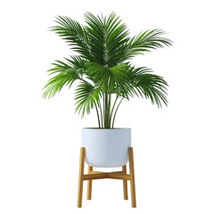 Obraz premium Areca palm on transparent background, Cutout, PNG format.