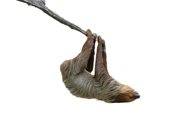 Cute two-toed sloth hanging on tree branch isolated on transparent background png file