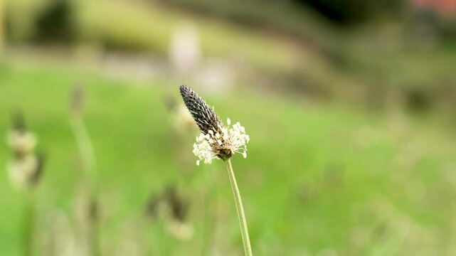 Medicinal ribwort plantain plant with blooming seed heads. Pollen covered flower. Plantago lanceolata