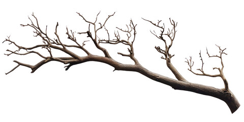 Dried tree branches
