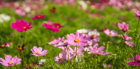Pink Cosmos flower in the field