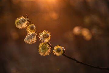 Wiosenne tło, bazie na wierzbie, marzec 2025.  © Elżbieta Kaps