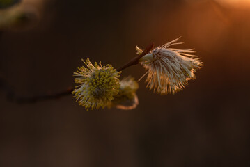 Wiosenne tło, bazie na wierzbie, marzec 2025.  © Elżbieta Kaps
