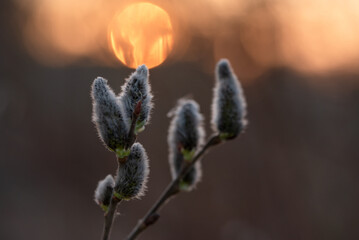 Wiosenne tło, bazie na wierzbie, marzec 2025.  © Elżbieta Kaps