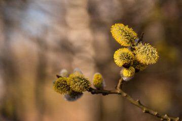 Wiosenne tło, bazie na wierzbie, marzec 2025.  © Elżbieta Kaps