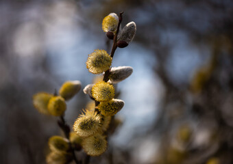 Wiosenne tło, bazie na wierzbie, marzec 2025.  © Elżbieta Kaps