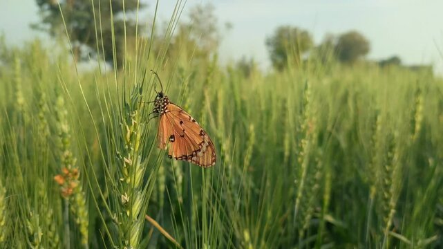 An orange butterfly rests on a vibrant green wheat stalk in a sunlit agricultural field during the spring season for editorial use.