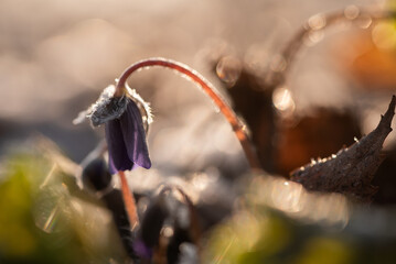 Przylaszczki w lesie, wiosenne tło, marzec 2025.	
