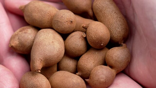 Tamarind fruits (Tamarindus indica) in hands close up. Tropical harvest concept