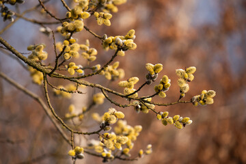 Wiosenne tło, bazie na wierzbie, marzec 2025.  © Elżbieta Kaps