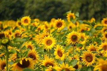 Sunflower Garden