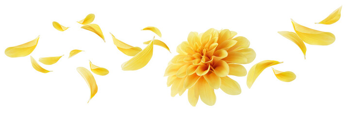 dahlia with flying petals © Okea