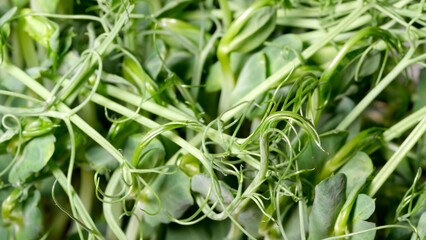 Fototapeta premium Vibrant green pea shoots thriving in a sunlit garden