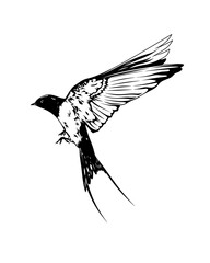 Black and white isolated swallow in flight with wings and tail. The bird emblem is a symbol of freedom. 
