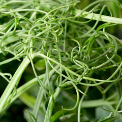 Green tendrils intertwine in a lush garden at midday sun