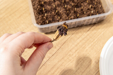 Woman holds dried bud with marigold seeds. Growing flowers from seeds