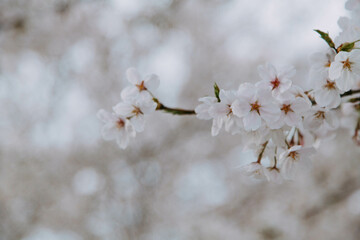 桜