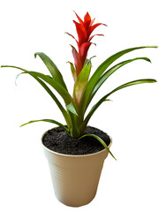 Minimalist Home Decor – Bromeliad Plant in Pot