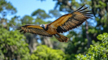 Powerful wedge-tailed eagle in flight, wings spread wide against a vibrant green forest backdrop.