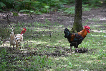 rooster running free on a farm